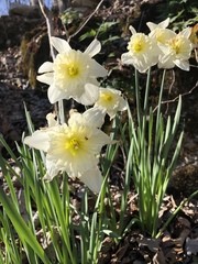 Narcissus × incomparabilis