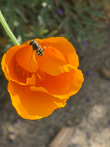 Unknown species found near Wingate Dr, Arden-Arcade, CA, US