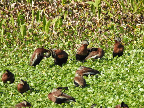 Dendrocygna autumnalis image