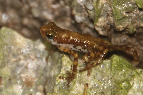 Pelophryne signata observed 2026-03-07