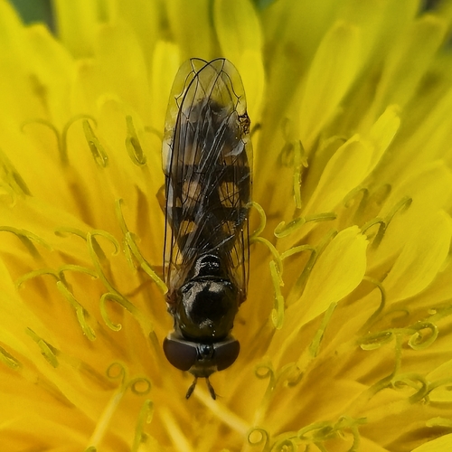 Unknown species found near Gray, TN 37615, USA
