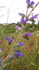 Echium vulgare