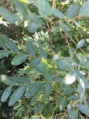 Phyllanthus sellowianus