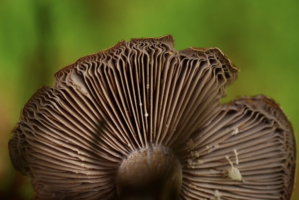 Collybia sordida · March 2026 · photo: © cryptomarasmius (iNaturalist, cc-by)