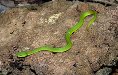 Trimeresurus insularis