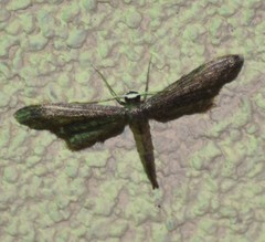 Protoproutia laredoata