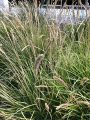 Alopecurus pratensis