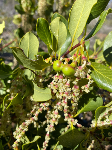 Unknown species found near Jonesville Rd, Forest Ranch, CA, US