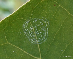 Aleurodicus dispersus