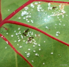 Aleurodicus dispersus
