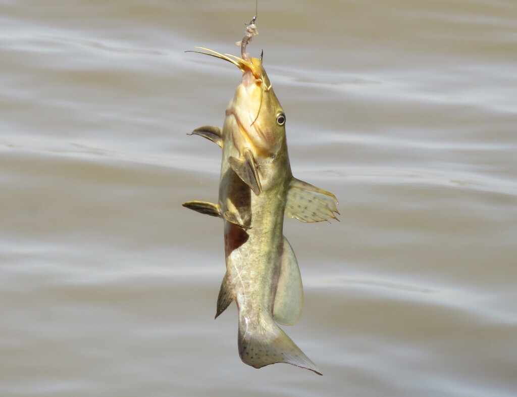 Catfish (Auchenoglanis biscutatus) — Claroteidae