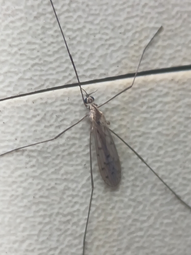 Unknown species found near Bluffton College Lake Dam, Bluffton, OH 45817, USA