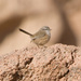 Scrub Warbler - Photo (c) Sergey Yeliseev, some rights reserved (CC BY-NC-ND)