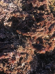 Lithothrix aspergillum