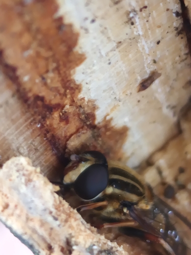 Unknown species found near Bluffton, OH 45817, USA