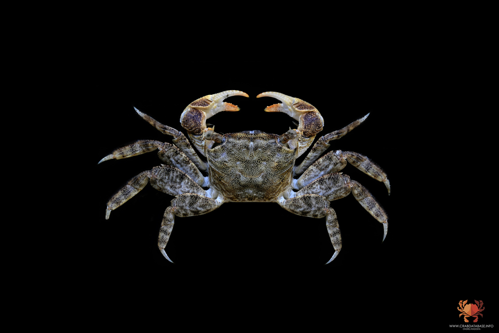 Parasesarma persicum