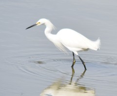Egretta thula