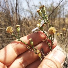 Symphyotrichum moranense