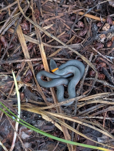 iNaturalist observation photo of Ring-necked Snake
