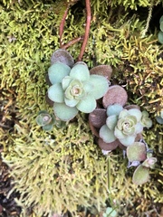 Sedum ternatum