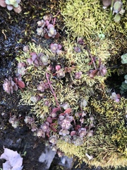 Sedum ternatum