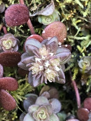Sedum ternatum