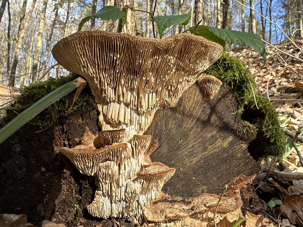 Fomitopsis quercina · March 2026 · photo: © katrin_simon (iNaturalist, cc-by)