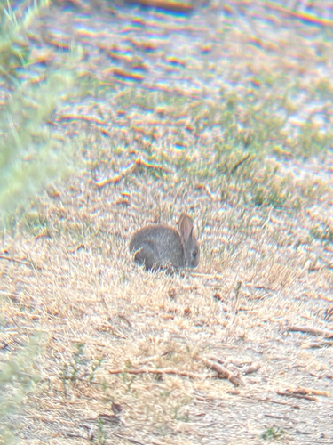iNaturalist observation photo of Brush Rabbit