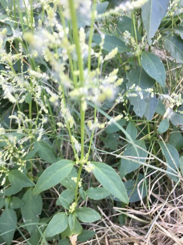 Juba's Bush