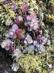 Sedum ternatum