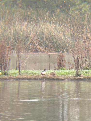 iNaturalist observation photo of Northern Shoveler