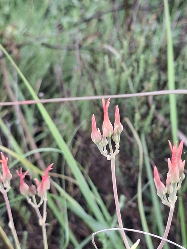 Nentakalanchoe