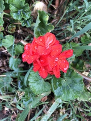 Pelargonium × hybridum