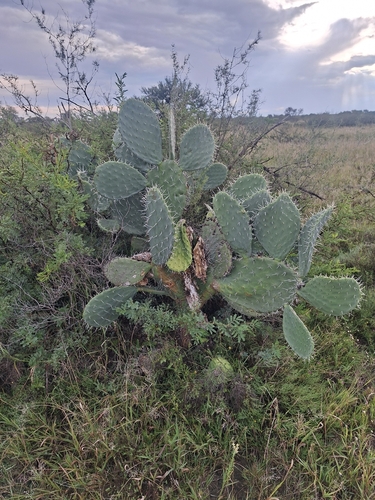 Red Prickly Pear