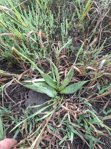 tough-leaved African hyacinth