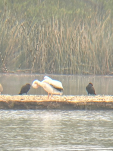iNaturalist observation photo of American White Pelican