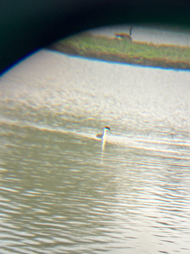 iNaturalist observation photo of Western Grebe