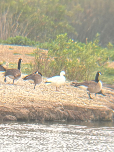 iNaturalist observation photo of Snow Goose