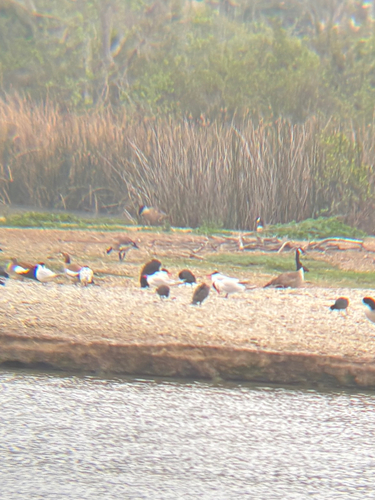 iNaturalist observation photo of Caspian Tern