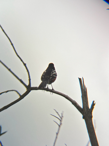 iNaturalist observation photo of Spotted Towhee