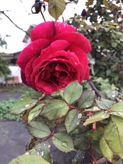 Rosa