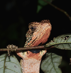 Enyalioides laticeps