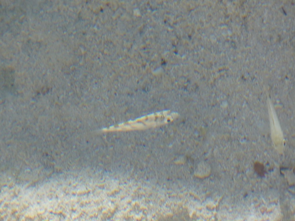 Florida mojarra (Ulaema lefroyi) — Gerreidae