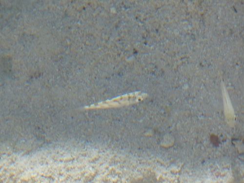 Florida mojarra (Ulaema lefroyi) — Gerreidae