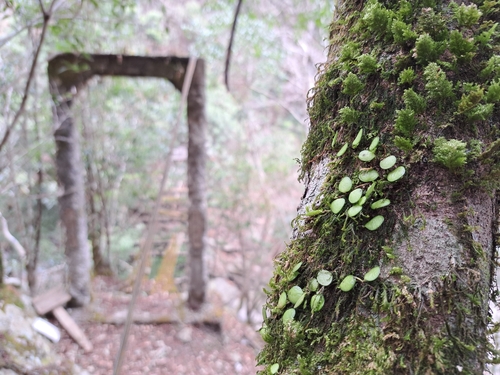 Green penny fern (Lemmaphyllum microphyllum)