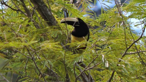 Black-necked Aracari