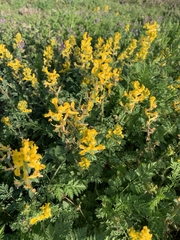 Corydalis curvisiliqua