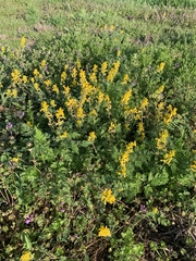 Corydalis curvisiliqua