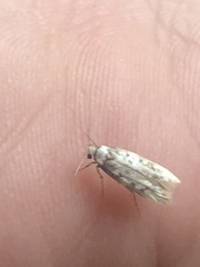 Endrosis sarcitrella