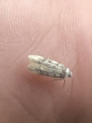 Endrosis sarcitrella